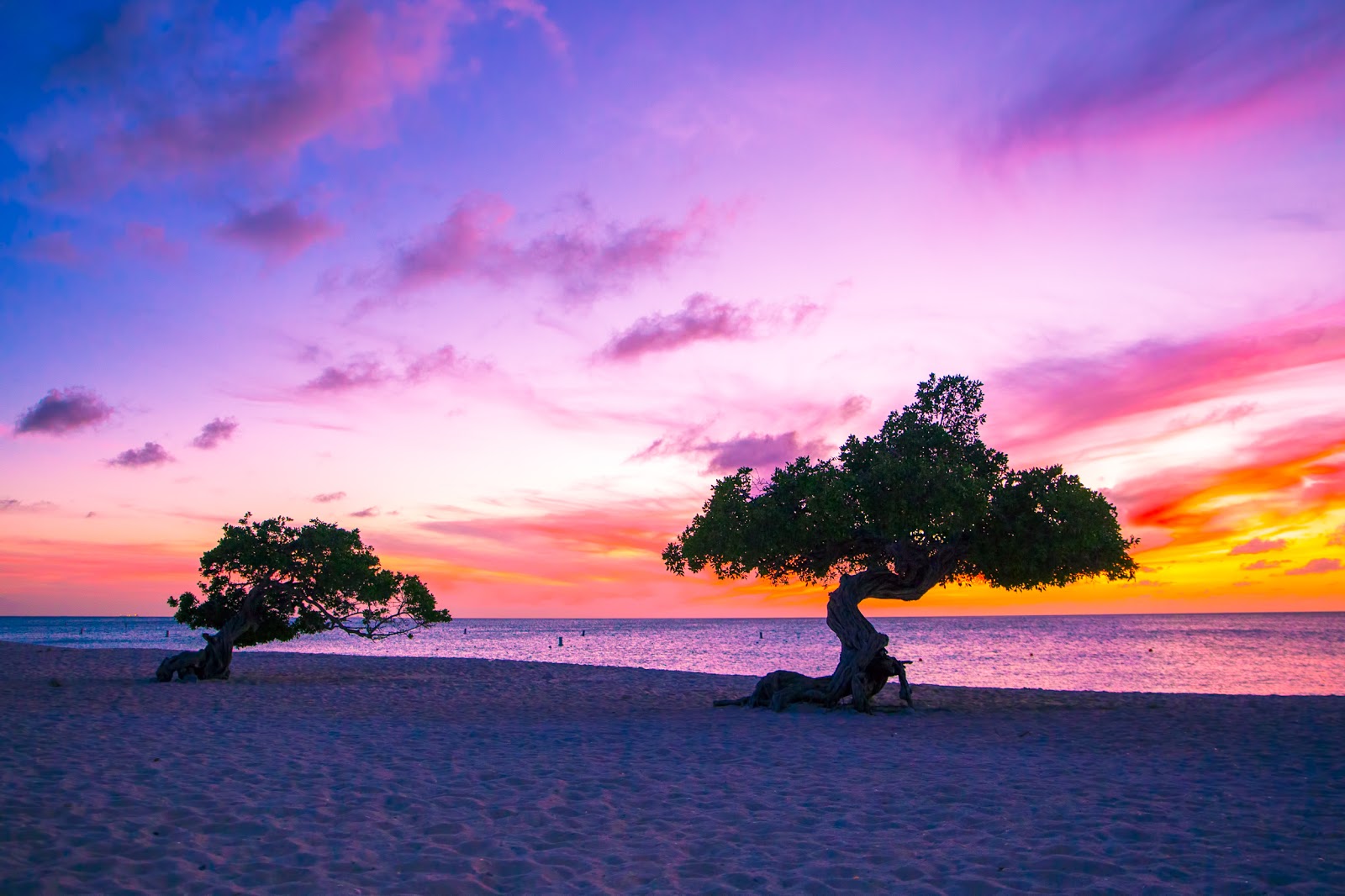 trees on a beach at sunset